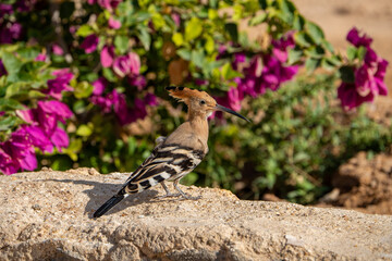 Hoopoe. © pityke70