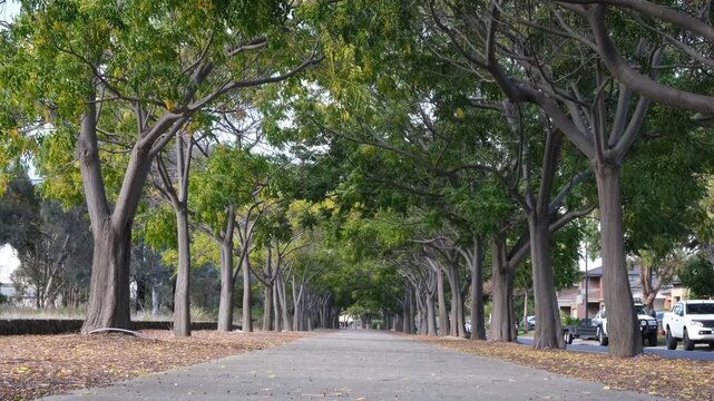 A tree-lined avenue in Williams Landing, Melbourne Australia. Rows of mature Chinaberry trees (Melia azedarach) form a sweeping natural canopy tunnel over the footpath. Urban greenway