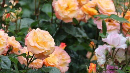 Fototapeta premium Yellow and Apricot Roses with Soft Pink Bokeh in Natural Light
