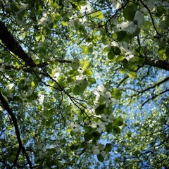 Fototapeta premium Lush green leaves and delicate white spring blossoms frame a bright blue sky above a tree branch.