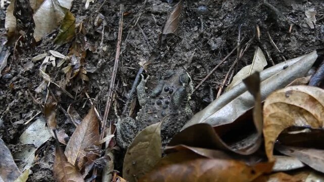 Camouflaged Frog Sitting Still Among Dead Leaves and Mud on Forest Floor.