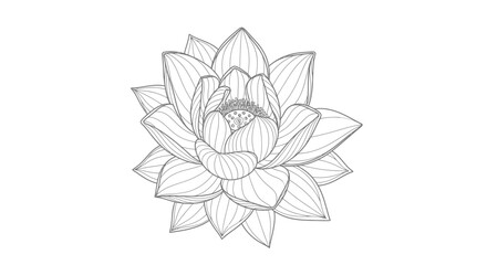 Fototapeta premium A detailed line drawing of a lotus flower.