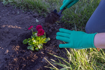 Fototapeta premium Person planting decorative flowers in garden soil with gardening gloves and tools. Spring landscaping and gardening activity outdoors.