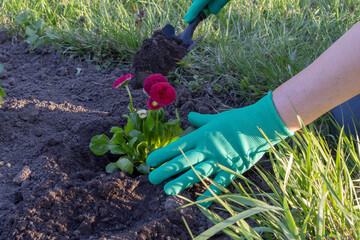 Fototapeta premium Person planting decorative flowers in garden soil with gardening gloves and tools. Spring landscaping and gardening activity outdoors.