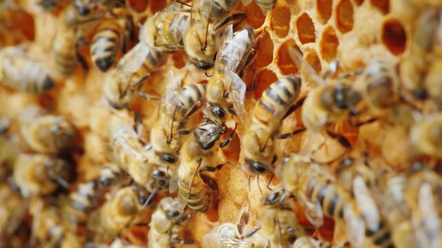 Busy bee colony working together inside a hive on a honeycomb structure motion footage.