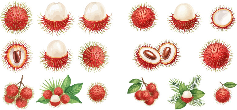 Set of fresh rambutan fruits with leaves, whole and peeled, showing various stages of ripeness and presentation.