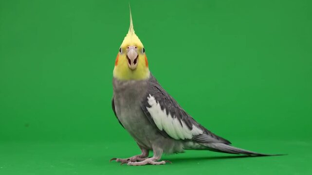 A beautiful cockatiel chirping happily on a green screen background, perfect for compositing and creative projects