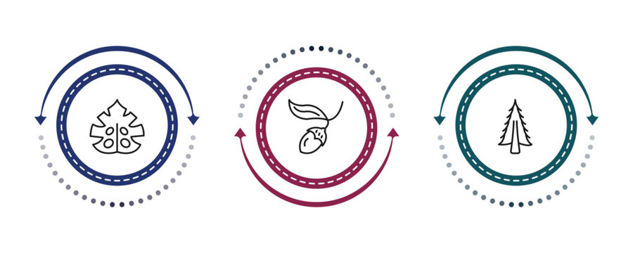 outline nature icons set - fern, chestnut oak tree, american larch tree. editable vector for web and mobile ui