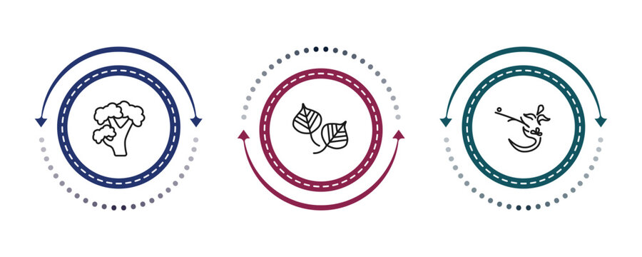 outline nature icons set - pignut hickory tree, poplar leaf, ikebana flowers. editable vector for web and mobile ui