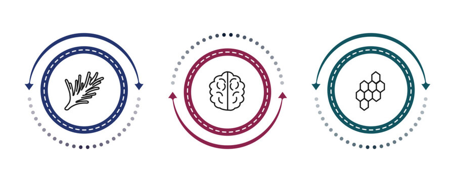 outline nature icons set - rosemary, human brian, hive. editable vector for web and mobile ui