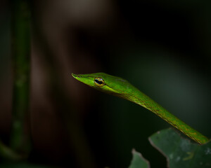 Fototapeta premium Sri Lankan green vine snake