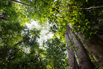 Fototapeta premium Deep green tree forest botanical background