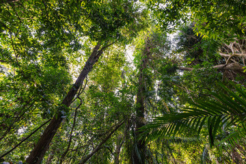 Fototapeta premium Deep green tree forest botanical background