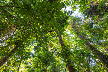 Fototapeta premium Deep green tree forest botanical background