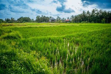 Fototapeta premium Bali rice paddies in Ubud with tropical countryside, palm trees and dramatic cloudy sky. Scenic eco tourism landscape, peaceful retreat and island travel destination