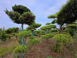 Fototapeta premium Bonsai Pine Nursery with Sculpted Trees