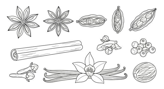 A collection of spice and herb illustrations.