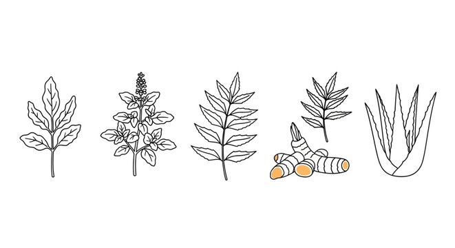 A collection of various plant leaves and herbs.