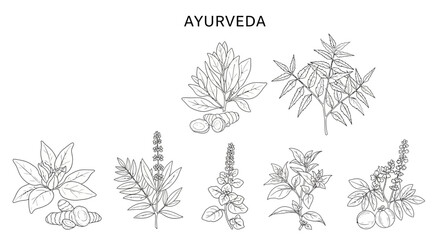 Ayurveda herbs and plants illustrations. © Malikmagak