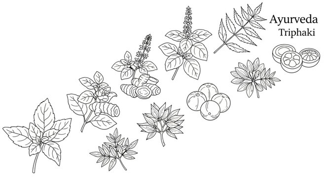 Ayurveda Triphala herbal medicine illustration.