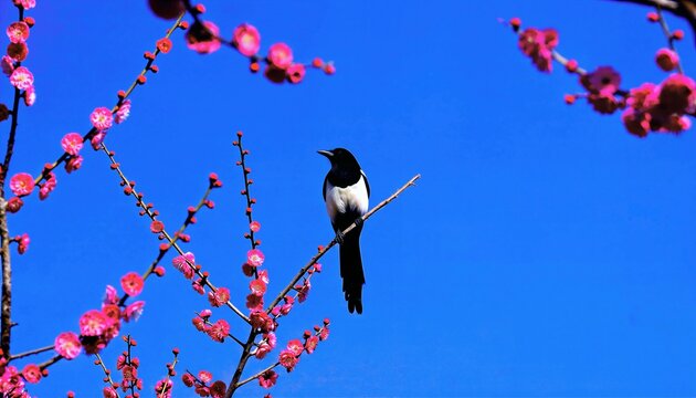 Magpie Perched On Red Plum Branches Under Blue Sky