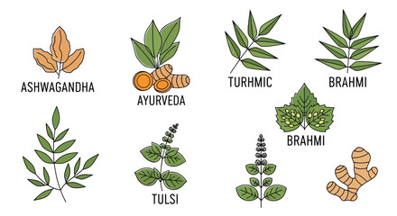 Herbal plants and spices illustration. © Malikmagak
