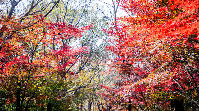 The slowly falling maple leaves are like yearning