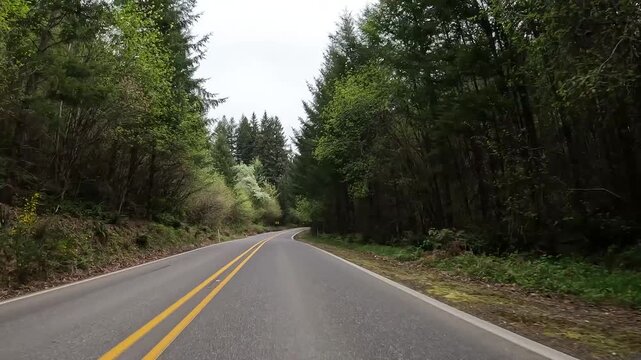 4K b roll car driving footage captured with an action camera along a highway 503 Lewis River road in Washington, USA. Scenic Pacific Northwest wilderness and evergreen woodland landscape