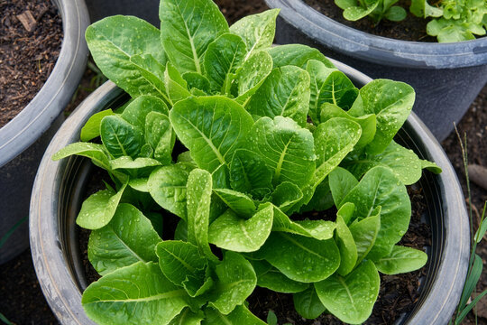 Fresh green romaine lettuce growing in a plastic pot outdoors, home gardening and urban farming concept for organic vegetables.