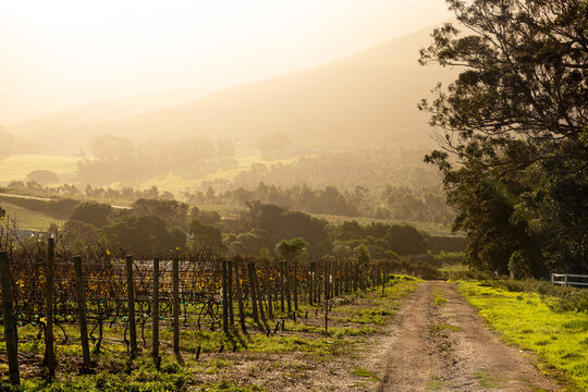vineyard at sunset, Stanford, South Africa