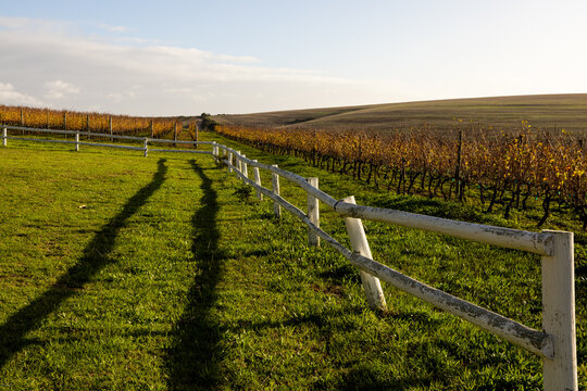 vineyard at sunset, Stanford, South Africa
