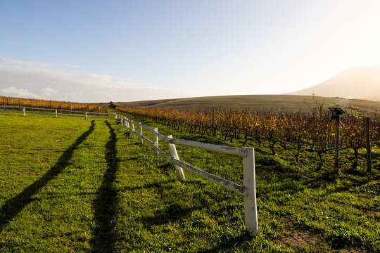 vineyard at sunset, Stanford, South Africa