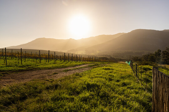 vineyard at sunset, Stanford, South Africa