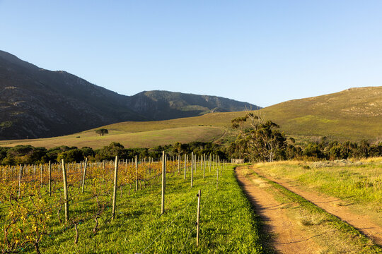 vineyard at sunset, Stanford, South Africa