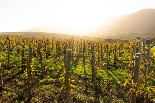 vineyard at sunset, Stanford, South Africa