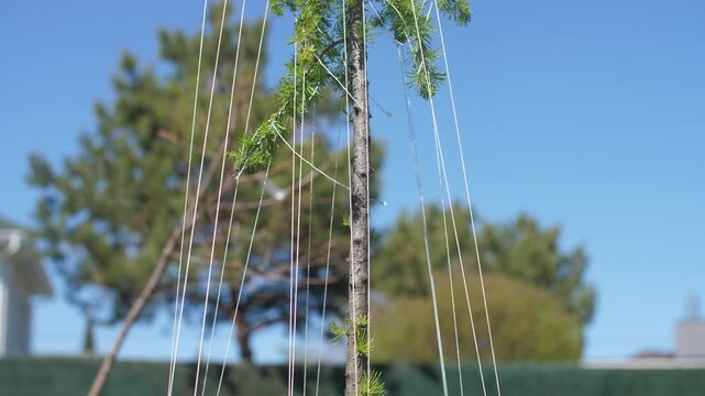 Young Larch Tree With Shaped Hanging Branches in Sunny Garden