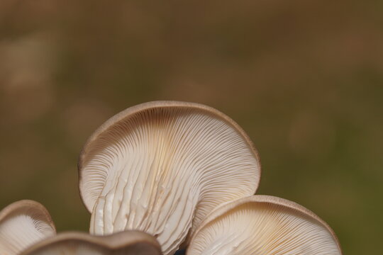Pleurotus ostreatus, oyster mushroom, grey oyster mushroom, oyster fungus, hiratake, pearl oyster mushroom. Closeup underside of cap (pileus) with gills (lamellae). May