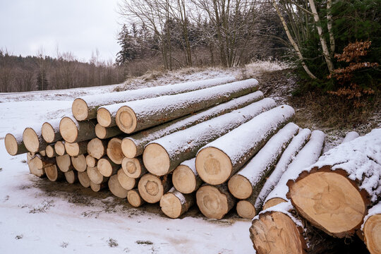 Cut Pine Logs Stacked Under Snow in a Winter Forest