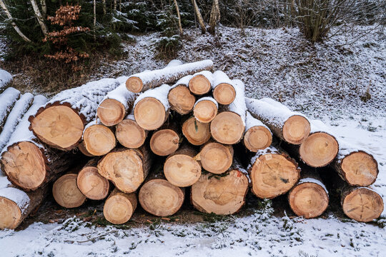 Cut Pine Logs Stacked Under Snow in a Winter Forest