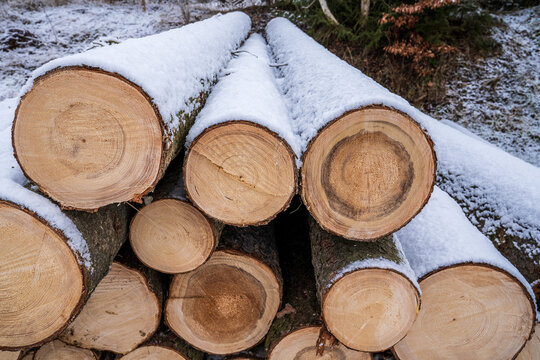 Cut Pine Logs Stacked Under Snow in a Winter Forest