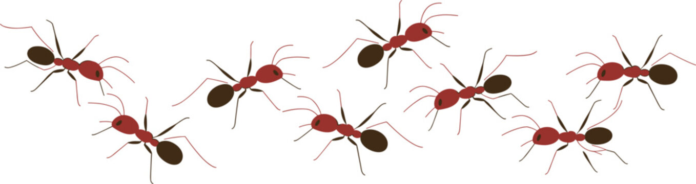 Red ant insect collection with realistic crawling poses wildlife vector illustration isolated design set for nature concepts