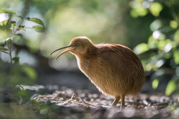 Realistic wildlife photo of a kiwi bird standing in natural forest light with soft green background...