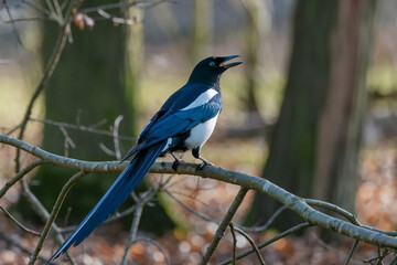 Obraz premium Realistic wildlife photo of a blue and black magpie perched on a tree branch with natural forest background and shallow depth of field.