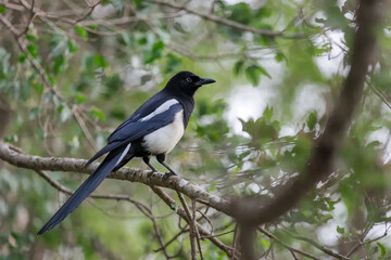 Fototapeta premium Realistic wildlife photograph of a black and white magpie perched on a tree branch surrounded by natural forest foliage.