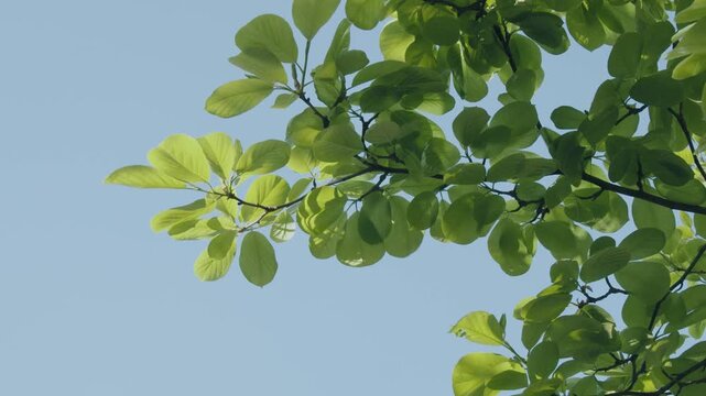 Sunshine,bule sky and green leaves