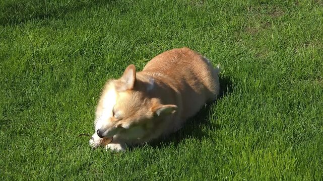 Welsh corgi chews on a wooden stick while lying on green grass. Pembroke corgi enjoys outdoor playtime in the garden. Domestic pet relaxing in sunny sunlight.