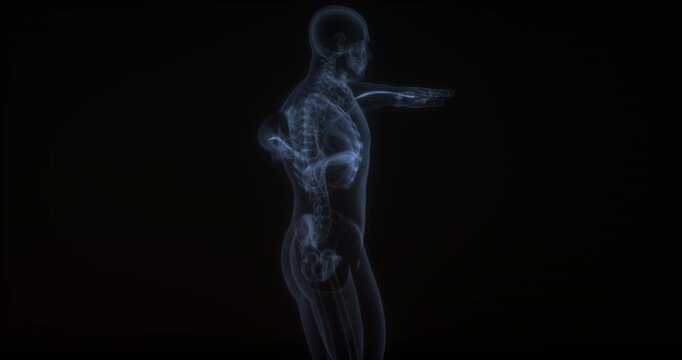 Abductor pollicis longus muscle in human body. X Ray. Loop