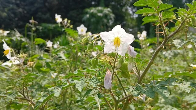 Video of Solanum sisymbriifolium plant of India.