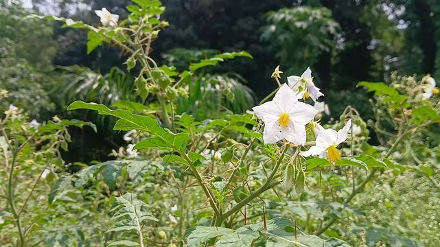 Video of Solanum sisymbriifolium plant of India.