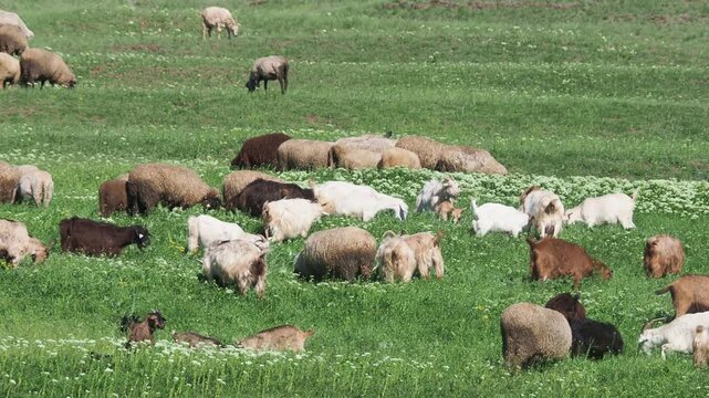 Herd of sheep and goats grazing on a green grass pasture in spring